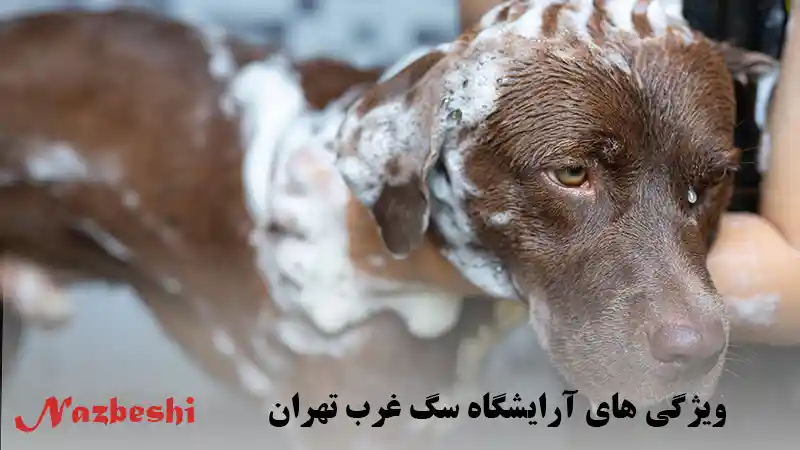 ویژگی های آرایشگاه سگ در غرب تهران