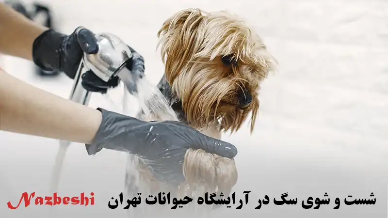 شست و شوی سگ در آرایشگاه حیوانات تهران