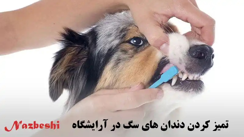 تمیز کردن دندان های حیوانات خانگی