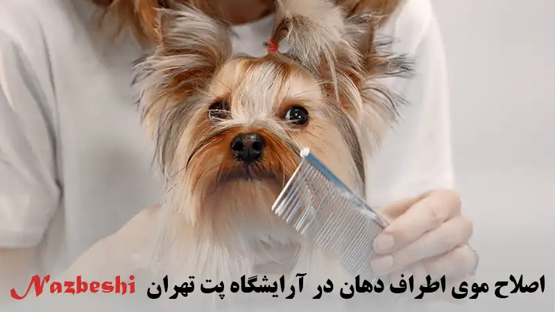 اصلاح موی اطراف دهان و چشم سگ
