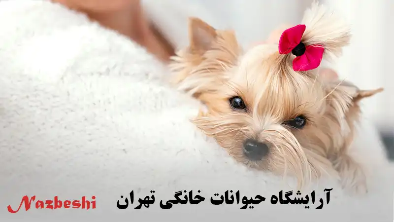 آرایشگاه حیوانات خانگی تهران