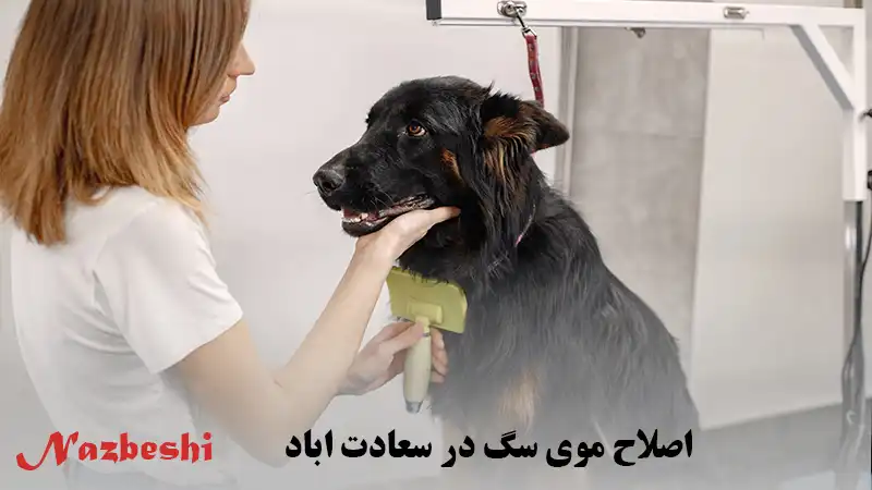 اصلاح موی سگ در سعادت آباد