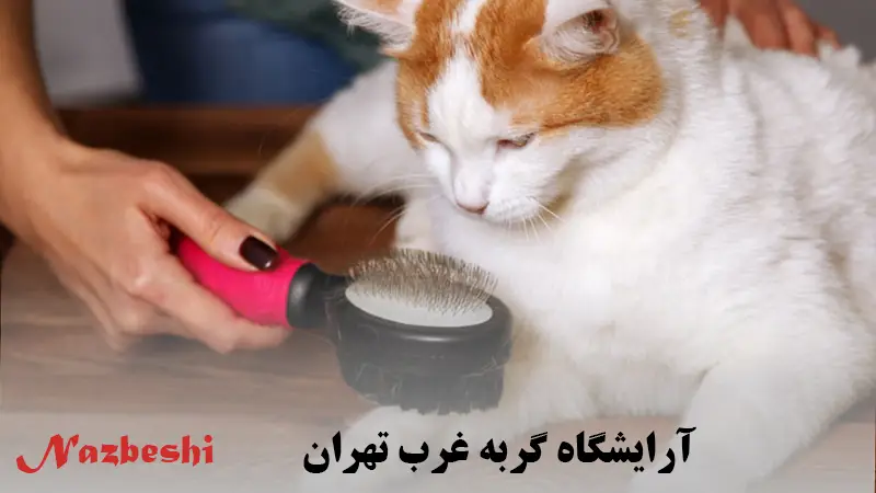 آرایشگاه گربه غرب تهران