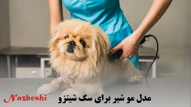 مدل مو شیر برای سگ شیتزو