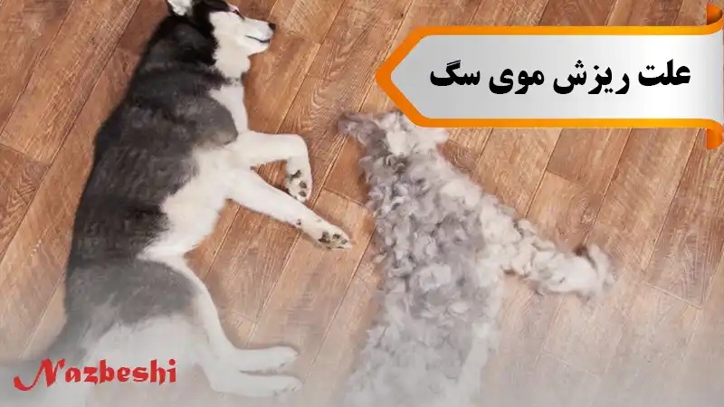علت ریزش موی سگ